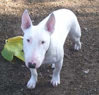 Handsome Kolohe